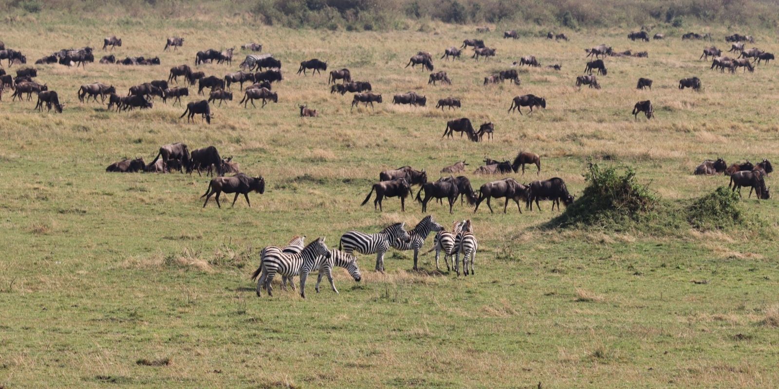 Serengeti Safari 4