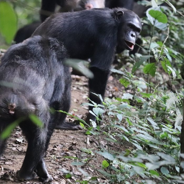Kenya Masai Mara Wildlife Safari