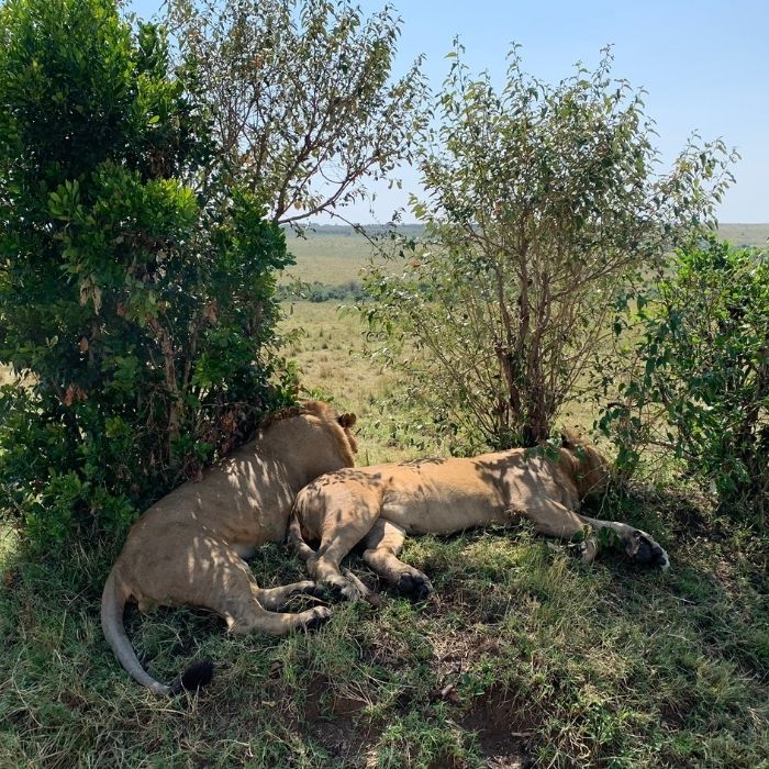 Rwanda Volcano National Park Gorilla Trekking
