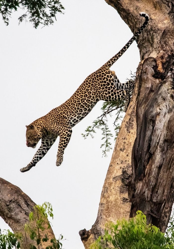 Safari Adventures in Tanzania and Uganda